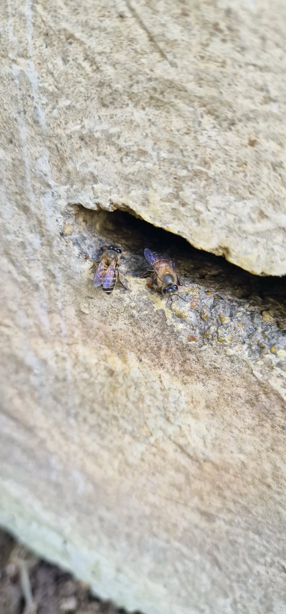 Wild bees gathered at the entrance of their bee house