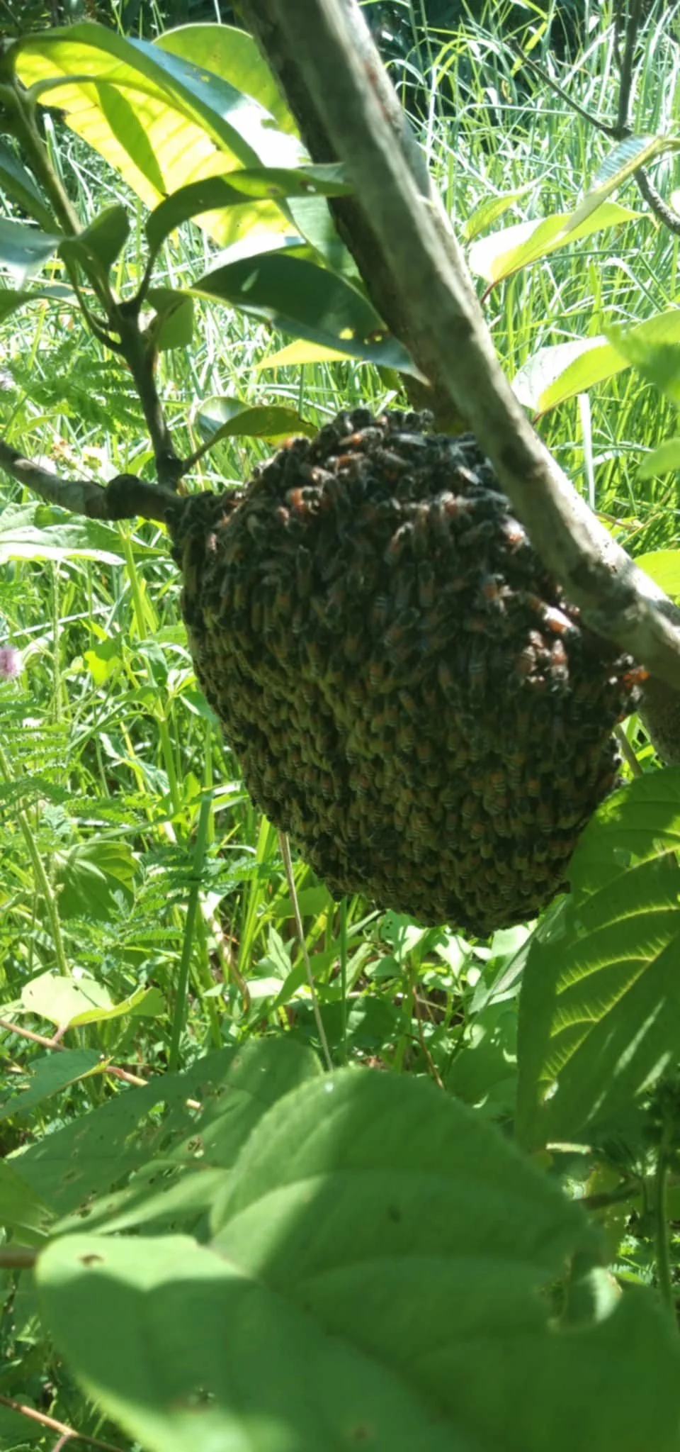 Bee swarm clinging to tree branch without hive protection