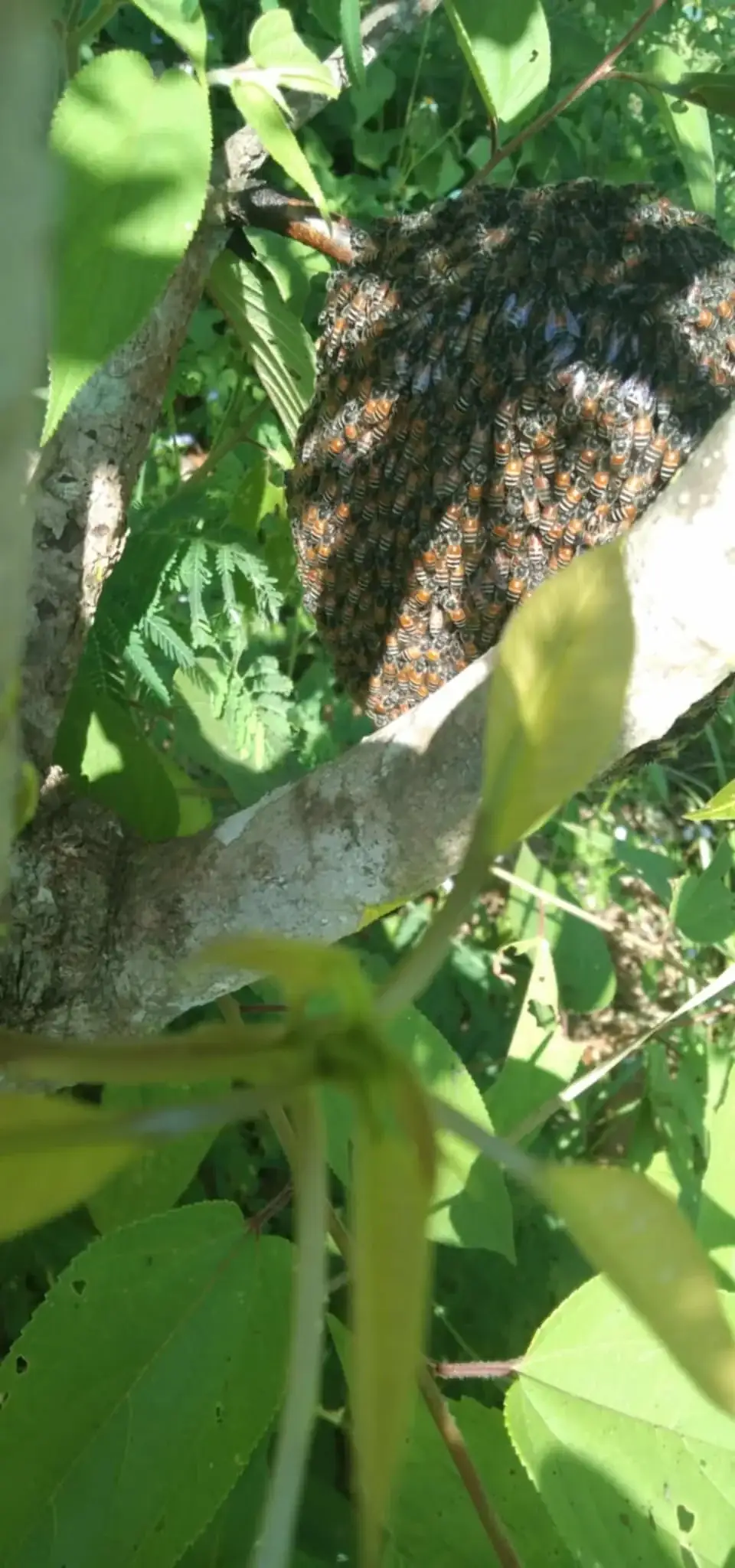 Wild bees clustered together without shelter or home