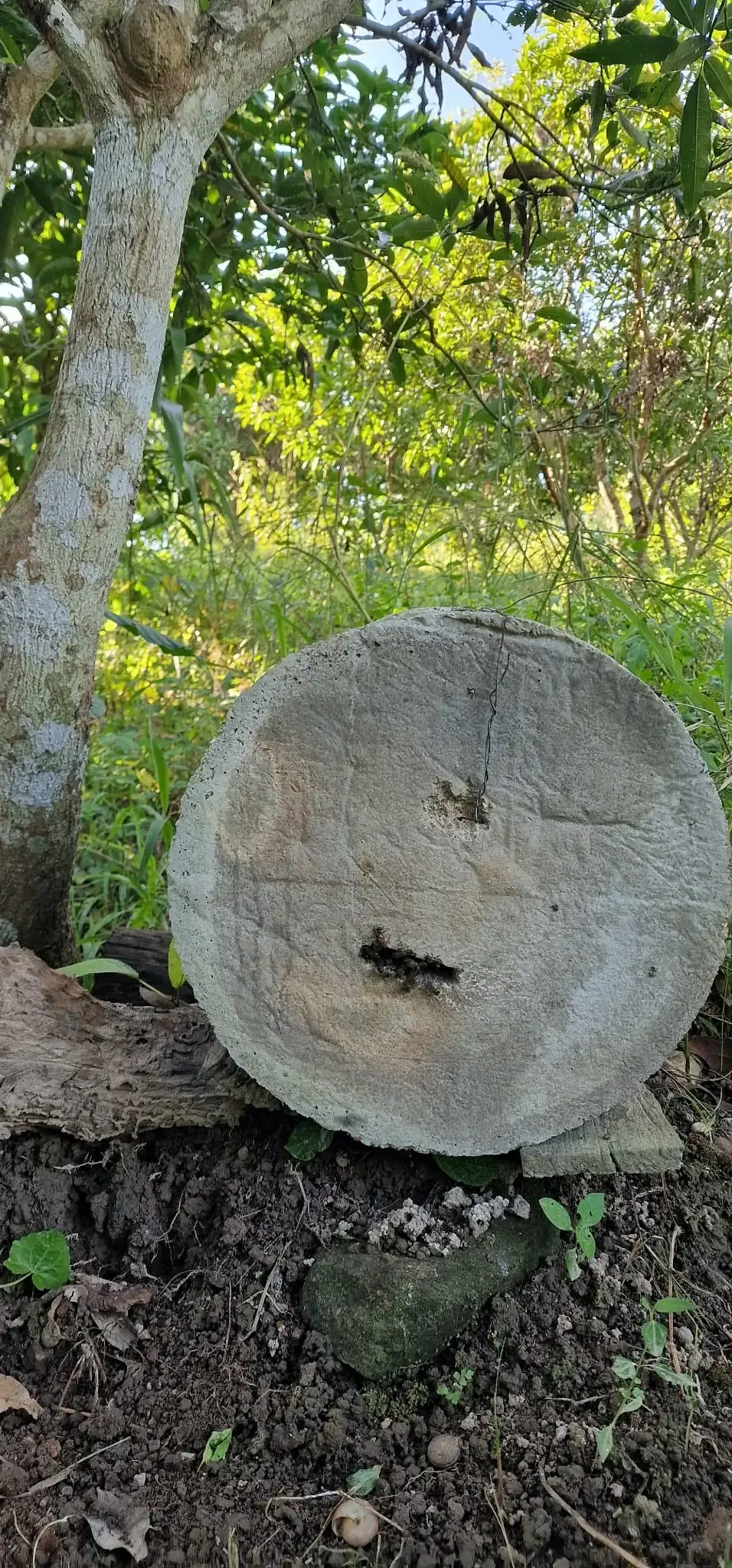 Front view of cement bee house showing entrance hole