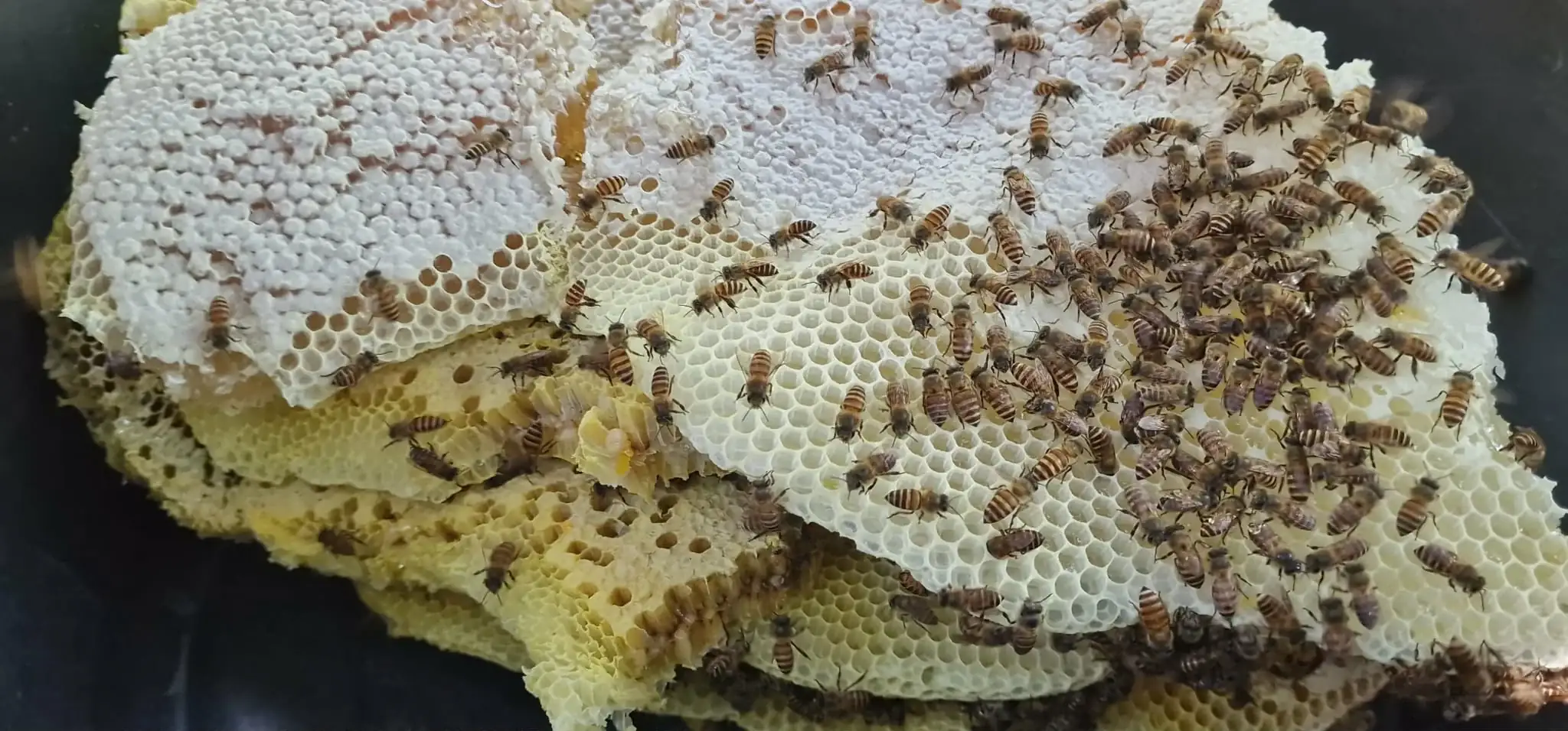 Bees actively working on fresh honeycomb