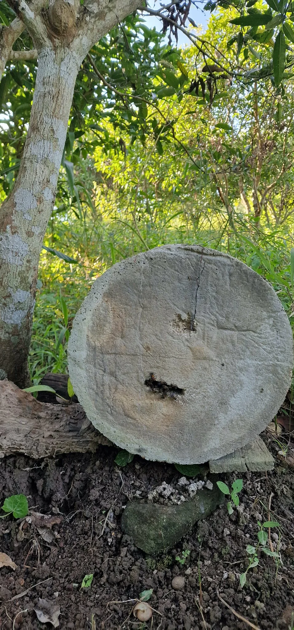 Front view of cement bee house showing entrance hole