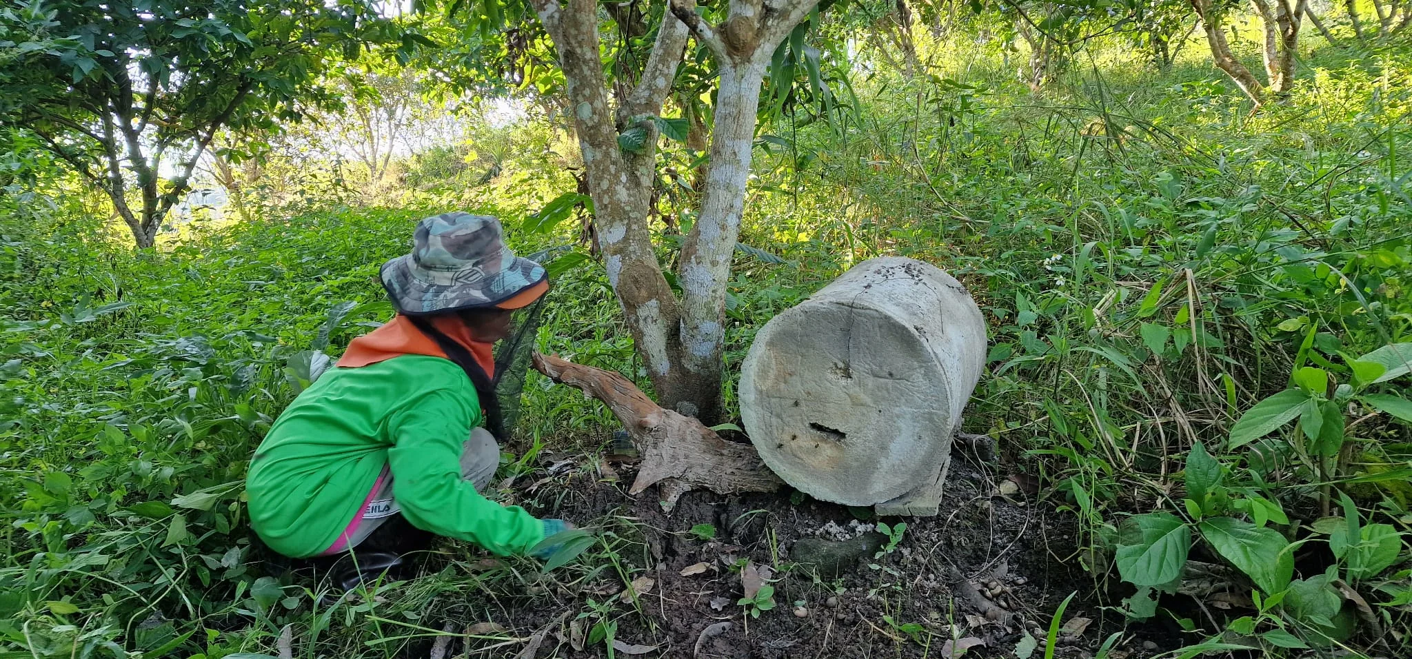 Checking on an established wild bee colony