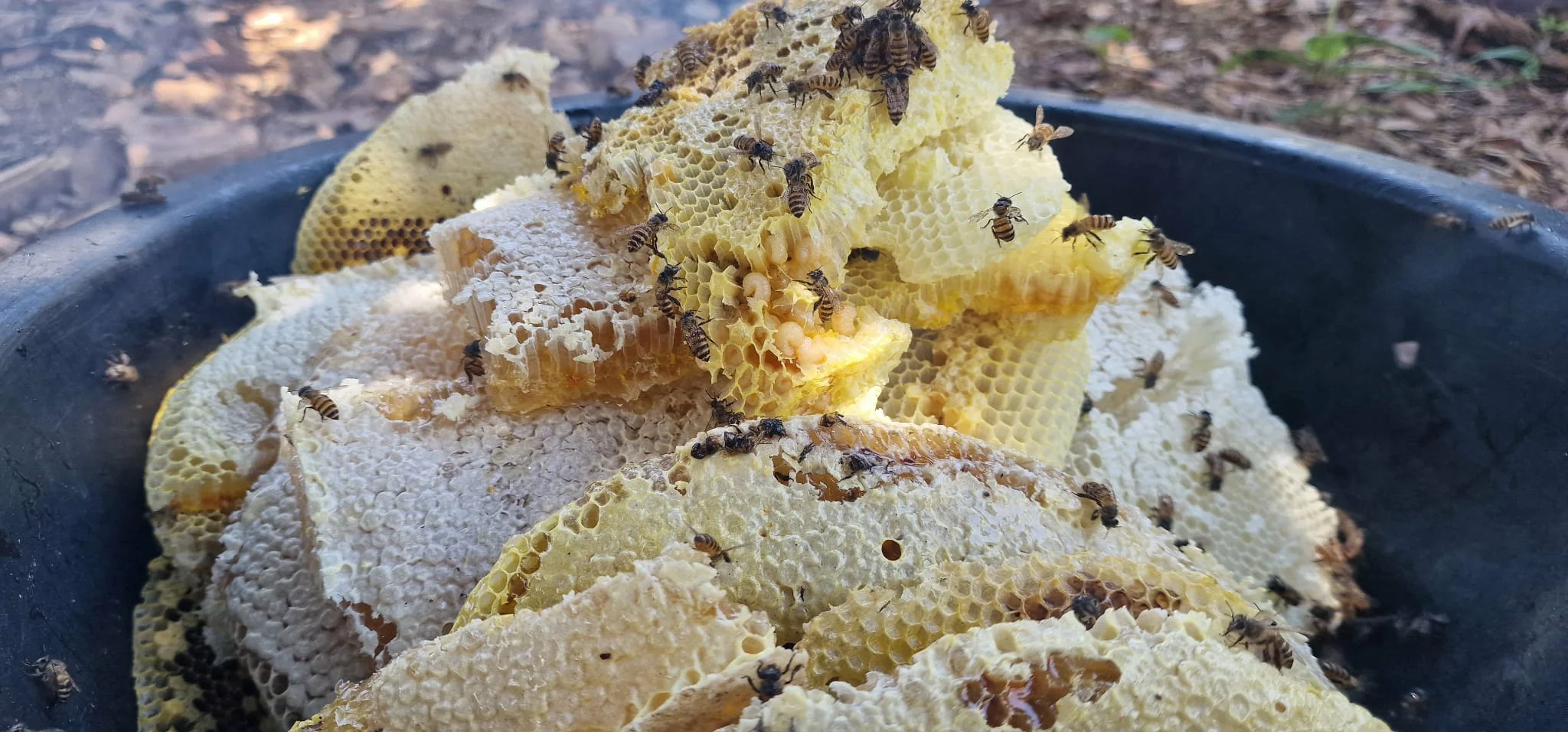Bees busy working on honeycomb