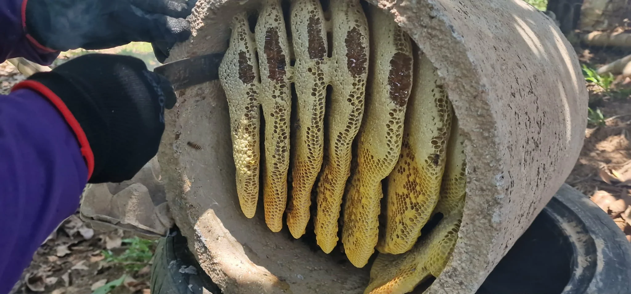 Beautiful golden honeycomb inside a bee house