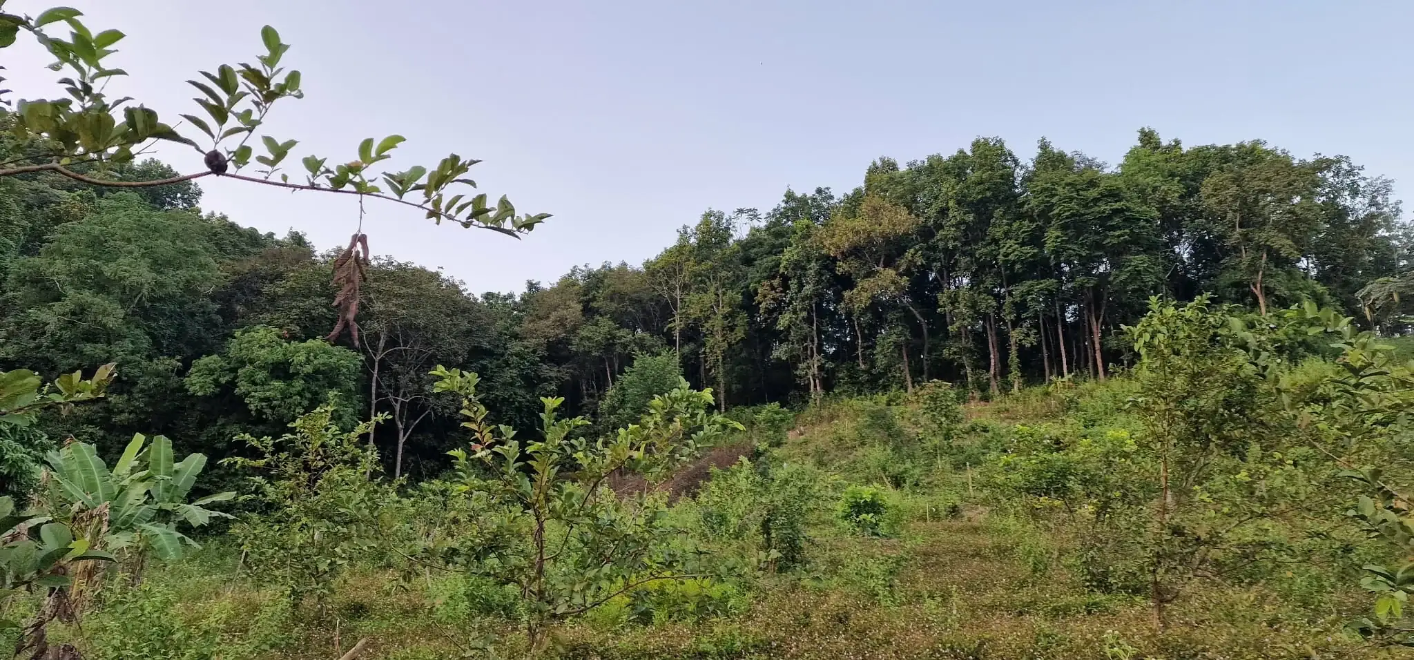 ภูมิทัศน์ป่าของฟาร์ม