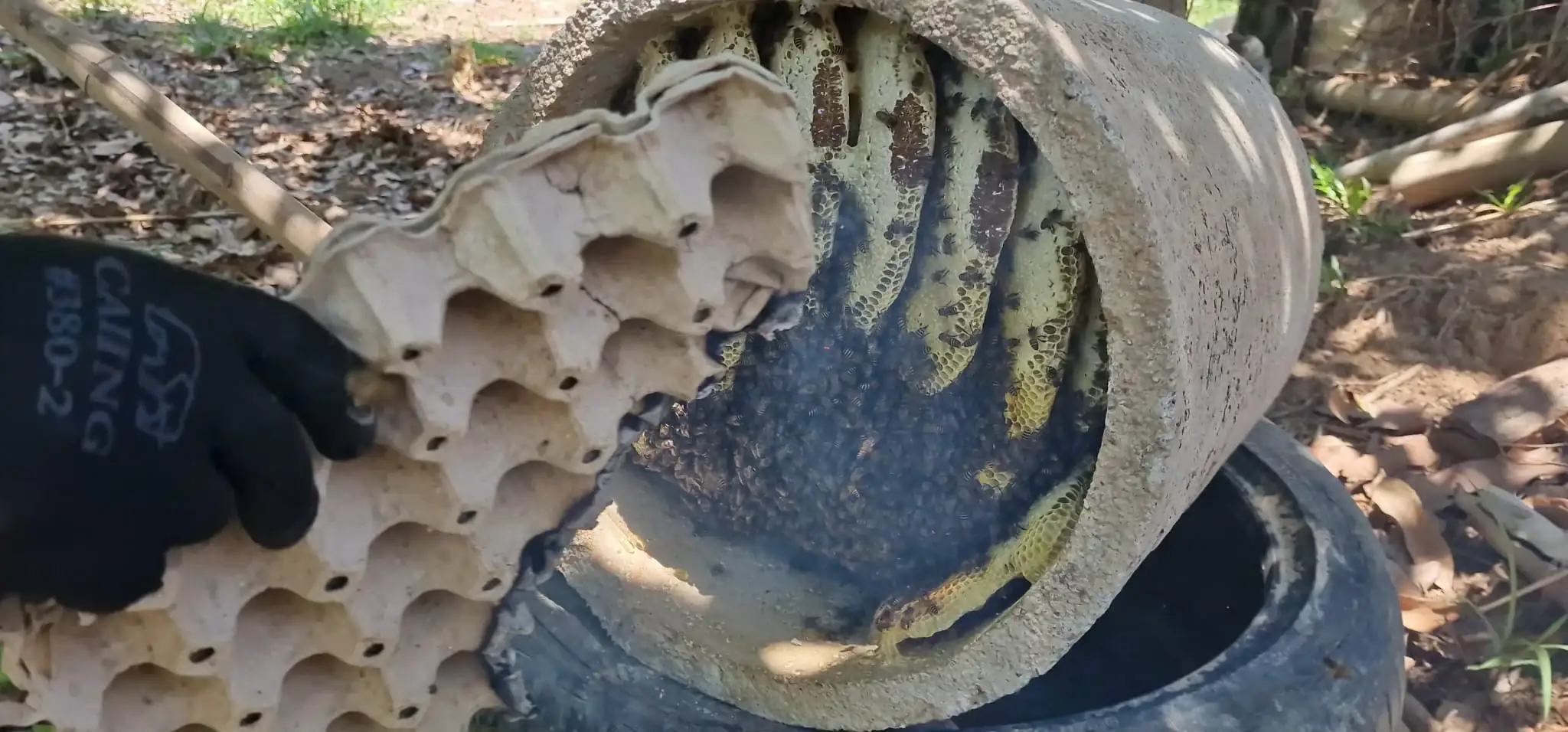 การเก็บรังผึ้ง